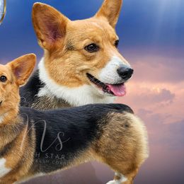 Rossi Sue - Pembroke Welsh Corgi