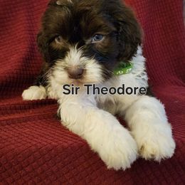 Sir Theodore - Brown and white male Portuguese Water Dog puppy in Narvon, Pennsylvania from Prized Family Porties