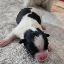 Boy 1 - Black and tan male Yorkshire Terrier puppy in Atlantic City, New Jersey from Kim Hoang's Yorkies