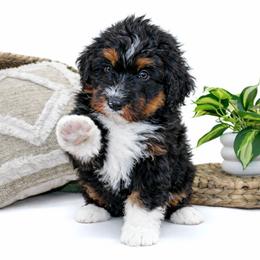 Birch (White) - Tri-color male Bernedoodle puppy in Highland, Utah from Angel Pups Deluxe