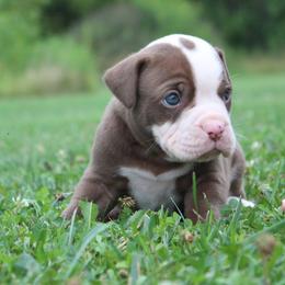 Boy 2 - male Alapaha Blue Blood Bulldog puppy in Grafton, Ohio from Eclipse Alapaha Kennels