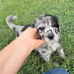Hyacinth - Merle female Assorted Doodle Crosses puppy in Kansas City, Missouri from Beary GoldenDoodles