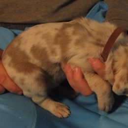 Cardigan Welsh Corgi and Great Dane Puppies from Red Oak Farm and Kennel