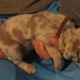 Cardigan Welsh Corgi and Great Dane Puppies from Red Oak Farm and Kennel