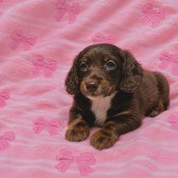 Lilly - Chocolate and tan female Dachshund puppy in Augusta, Georgia from Cherokee Hill Dachshunds
