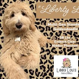 Libby Lou - Goldendoodle