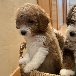 Bernedoodles from Pointer’s Poodles and Doodles