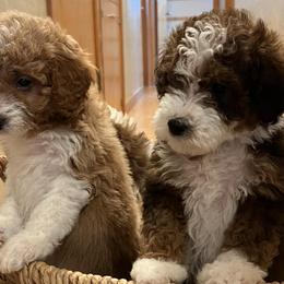 Bernedoodles from Pointer’s Poodles and Doodles