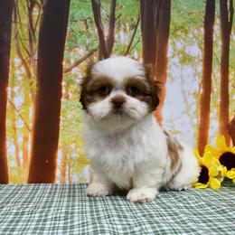Rascal - Liver and white male Shih Tzu puppy in Arcola, Illinois from Highline Puppies