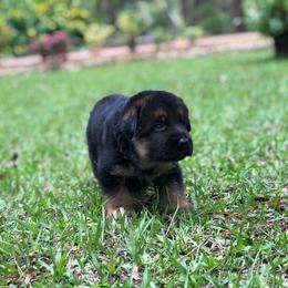 German Shepherd Puppies from Zwinger vom Schneider Wald