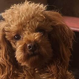 Whiskey - Poodle