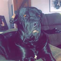 Athena - Cane Corso