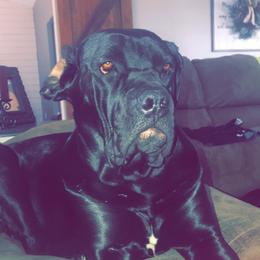 Athena - Cane Corso