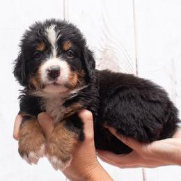 Orange Collar Male- 5000 - Black rust and white male Bernese Mountain Dog puppy in Collinsville, Texas from Berner Dynasty