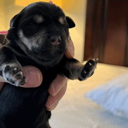 Girl 1 - Miniature Schnauzer puppy in Brighton, Michigan from Front Runner Miniature Schnauzers