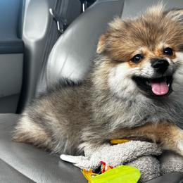 Otter pup - Wolf sable male Pomsky puppy in San Diego, California from Pine & Sea Poms and Pomskies