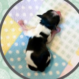 Chandler - Black Havanese puppy in Ruther Glen, Virginia from Havanese