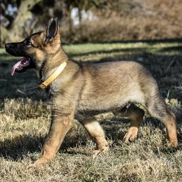 German Shepherds from Jarlshof German Shepherds