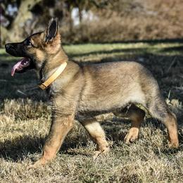 German Shepherds from Jarlshof German Shepherds