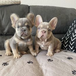 French Bulldog Puppies from HOI Frenchies