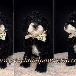 Yule - Black and white male Bernedoodle puppy in Smiths Station, Alabama from Peach & Pawmetto Doodles