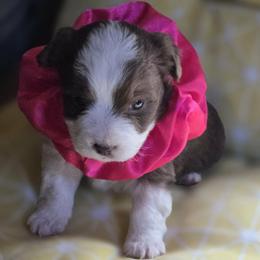 Girl 2 - Brown female Corgipoo puppy in Junction, Utah from Sugar Doodles