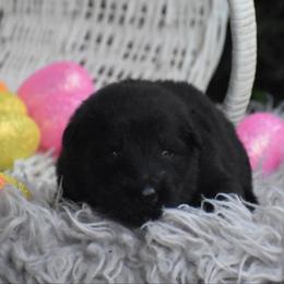 Red Collar Black Male - Black male German Shepherd puppy in Marianna, Florida from Haus M Godwin