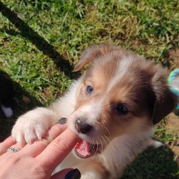 Old Time Scotch Collie Puppies from Lanz Hollow Farm