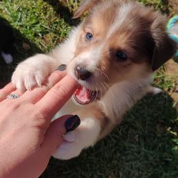 Old Time Scotch Collie Puppies from Lanz Hollow Farm