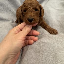 Hot pink collar - Apricot female Poodle puppy in Riverside, California from Riverside red poodles