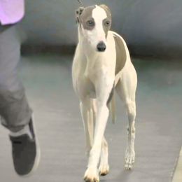 Luci - Whippet