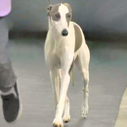 Luci - Whippet
