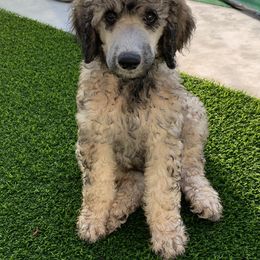 Goldendoodle and Poodle Puppies from Heartland Poodles and Doodles