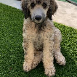Goldendoodle and Poodle Puppies from Heartland Poodles and Doodles
