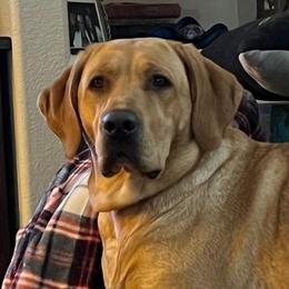 Minnie - Labrador Retriever