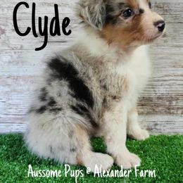 Australian Shepherd and Mastiff Puppies from Aussome Pups at Alexander Farm