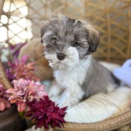 Dolly - Parti female Miniature Schnauzer puppy in Calera, Alabama from Tuck’s Farmstead