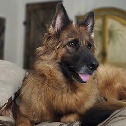 German Shepherd Puppies from Von Hazel Haus German Shepherds