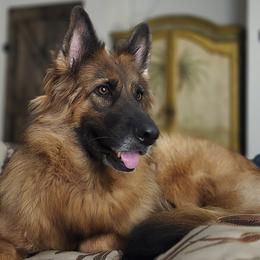 German Shepherd Puppies from Von Hazel Haus German Shepherds