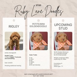 Rigley - Goldendoodle
