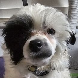 Munch (B7) - White and black male Chinese Crested puppy in Little Rock, Arkansas from Fabulis Toys (Chinese Crested, Papillons, Chihuahuas)