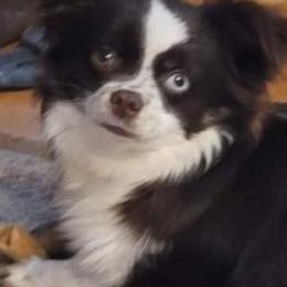 Miniature Australian Shepherds and Toy Australian Shepherds from Swickey Farms