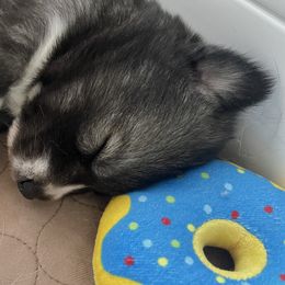 Siberian Husky Puppies from OAZS Pups