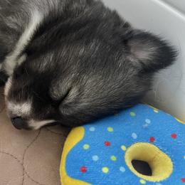 Siberian Husky Puppies from OAZS Pups