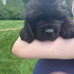 Yellow - Black male Newfoundland puppy in St Cloud, Minnesota from BurningEmbers