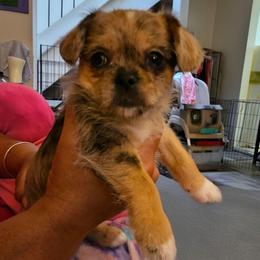 SCGirl 1 - Brindle female Shih Tzu puppy in Meridian, Oklahoma from Crazy Love Kennels