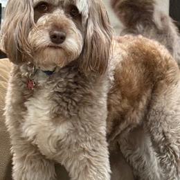 Aussiedoodle and Poodle All Grown Up from Pasta Puppies Doodles