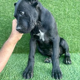 Midnight - Black male Cane Corso puppy in Florence, Texas from Wilco Cane Corso