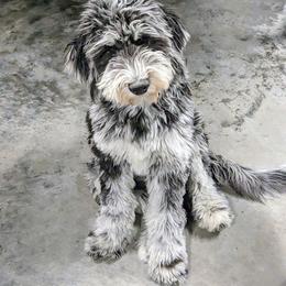 Indigo - Aussiedoodle