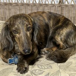 Oliver - Dachshund